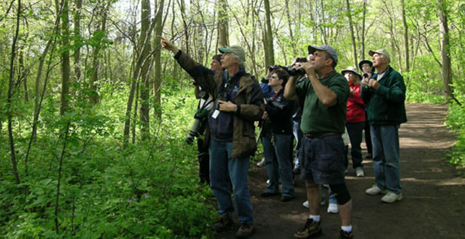 bird watching in the woods